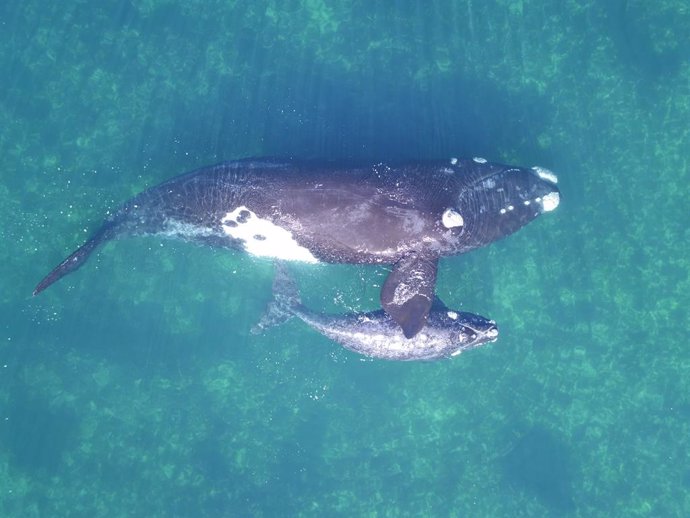 Imágenes de drones permiten pesar ballenas en libertad por primera vez 