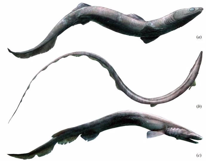 Primeros restos esqueléticos de Phoebodus, un extraño tiburón ancestral 