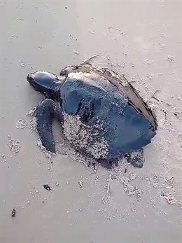 Una tortuga marina cubierta de petróleo.