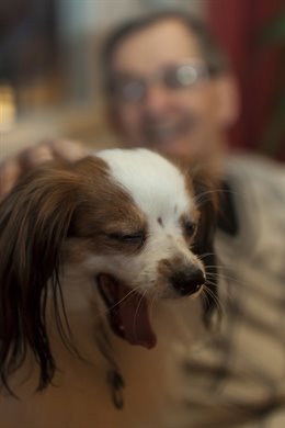 La terapia asistida con animales ayuda a más de 900 niños y 300 adultos.