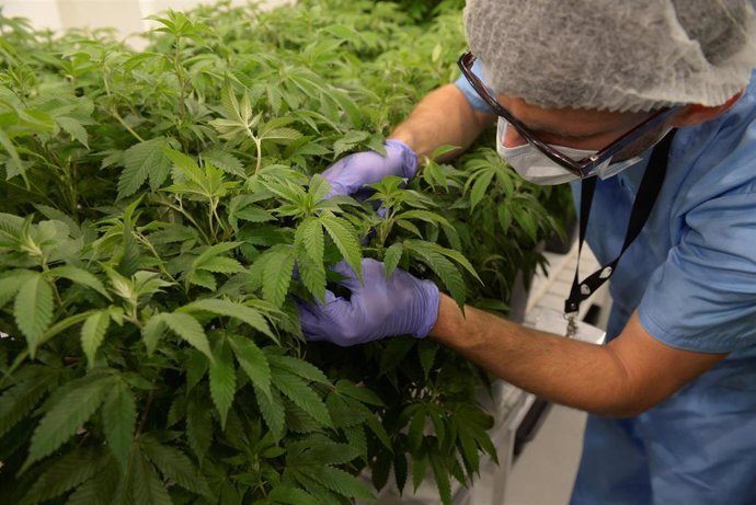 Un trabajador de Fotmer Life Science con plantas de marihuana en un laboratorio de la empresa en Montevideo, Uruguay