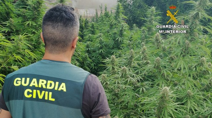 La Guardia Civil desarticula dos plantaciones e marihuana en Mallorca.