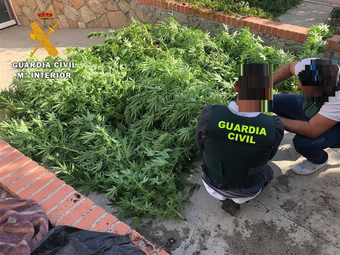 Plantación de marihuana incautada en San Pedro del Arroyo (Ávila)