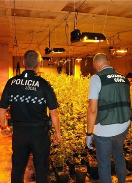 Plantación de marihuana desmatelada por Guardia Civil, en colaboración PL de Cehegín,. En un inmueble de El Chaparral