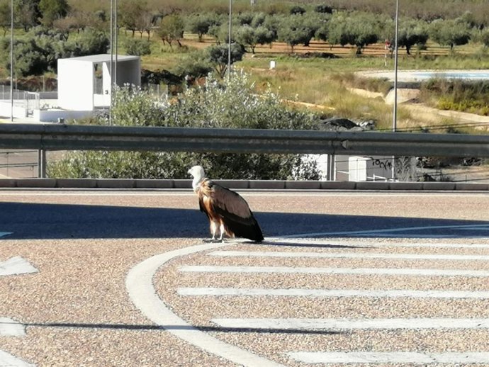 Buitre encontrado en Alcal de Xivert