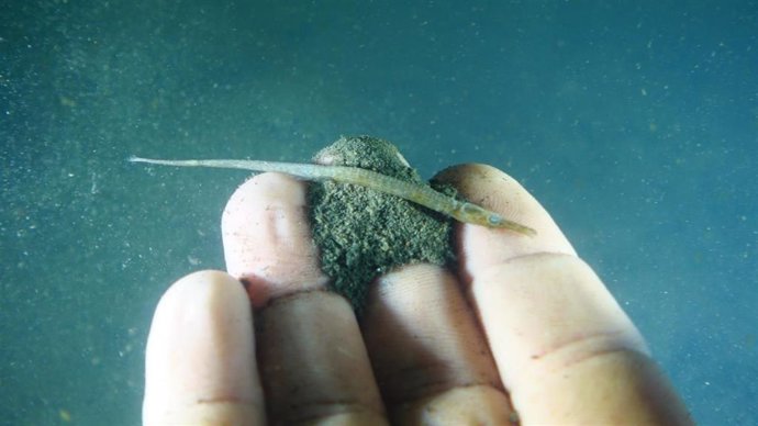 Fotografía de estado de los fondos profundos especies muertas