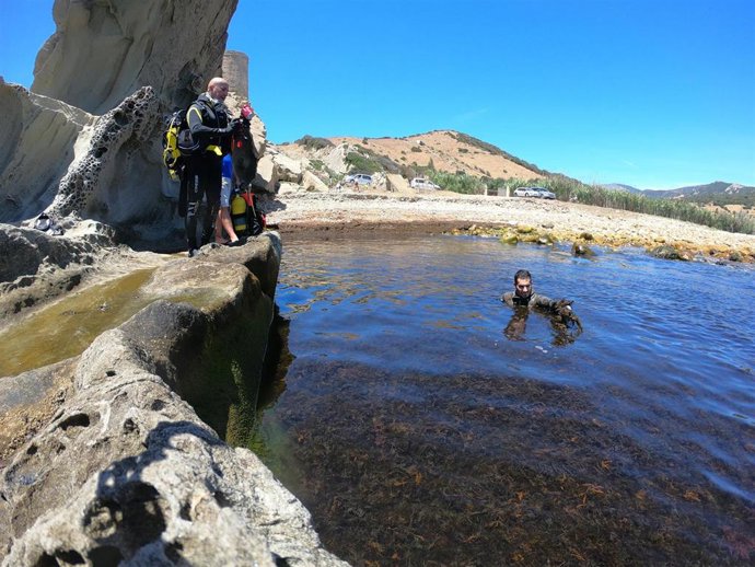 Endesa firma un acuerdo para el estudio del alga invasora en la Bahía de Algeciras