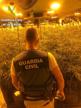 Valencia.- Sucesos.- Nueve detenidos por cultivar 2.600 plantas de marihuana en 