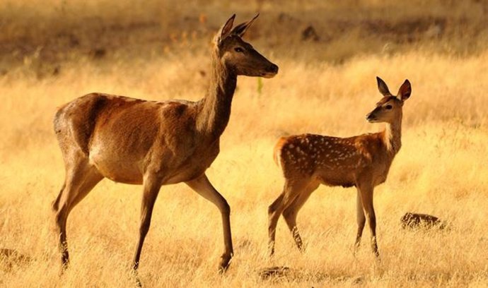 Gamos y ciervos son los hospedadores más comunes de los flebótomos, insectos que transmiten la leishmaniosis, que causa el parásito Leishamania.