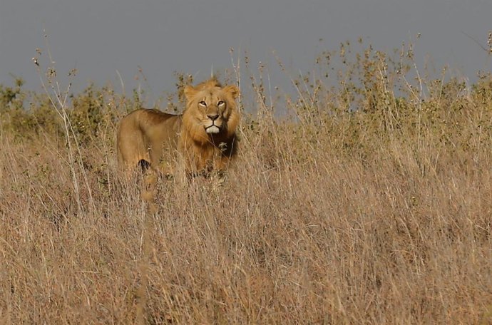 Cuatro leones macho escaparon en la noche del domingo del Parque Nacional de Kruger y han sido avistados la vecina localidad de Matsulu, según ha informado Parques Nacionales de Sudáfrica (SANParks)