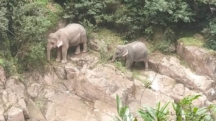 Dos elefantes en el Parque Nacional de Khao Yai, en Tailandia