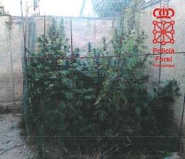 Plantas de marihuana intervenidas por la Policía Foral.