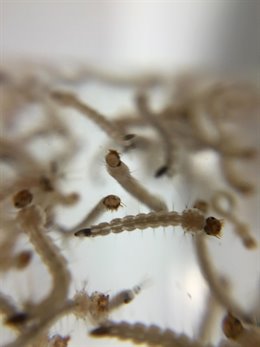 Larvas de mosquito Aedes aegypti