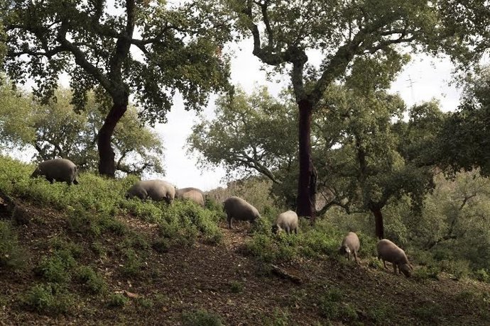 Cerdos en Jabugo (Huelva).