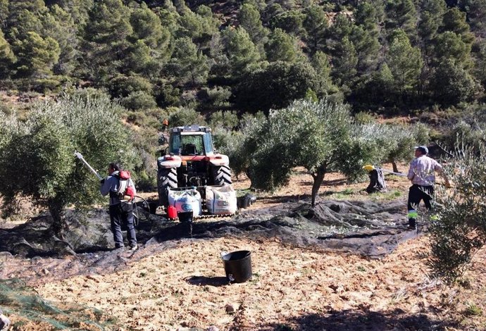 La falta de lluvias y el calor podrían reducir la cosecha de aceituna de verdeo a la mitad, según UPA Andalucía