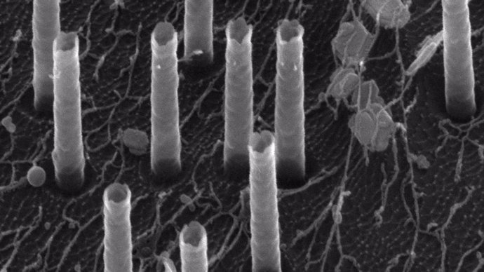 Una imagen electrónica de barrido de los nanotubos huecos utilizados para entregar ADN a las células inmunitarias.