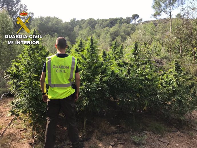Castellón.- Sucesos.- Detenida una persona por cultivar 533 plantas de marihuana