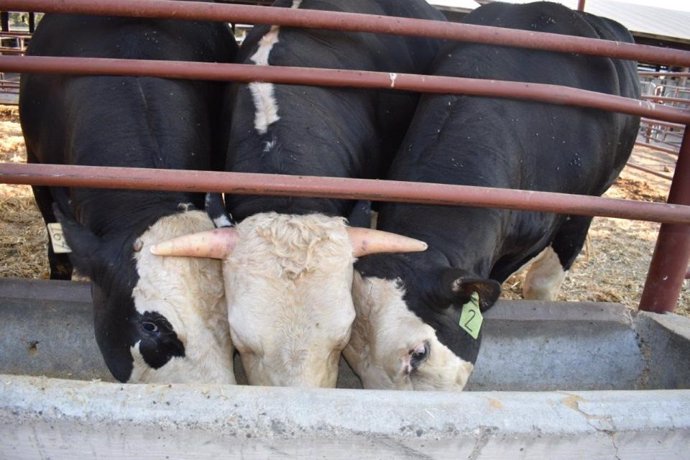 Terneros sanos sin cuernos nacen de un toro editado genéticamente