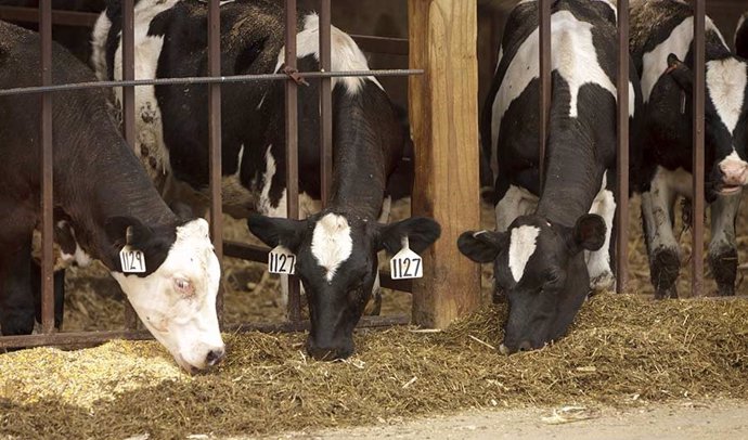 Vacas, fuente emisora de metano