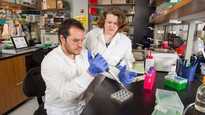 La científica Laurie Littlepage trabaja con el estudiante graduado Ricardo Romero Moreno en su laboratorio en el Harper Cancer Research Institute.