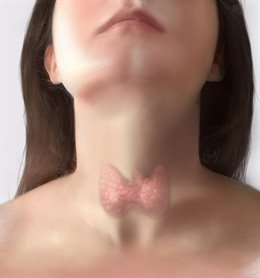 La glándula tiroides.