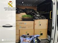 Interceptado con 2.747 plantas de marihuana en una furgoneta por la A-92 en Marchena (Sevilla)