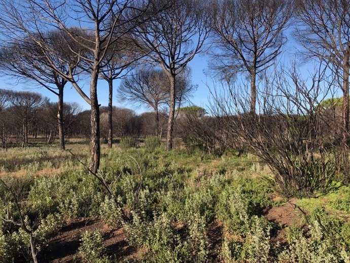Zona afectada por el incendio de Las Peñuelas en el Parque Natural de Doñana