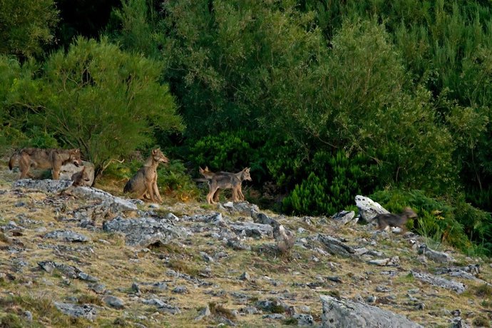 Un grupo de lobos en el monte.
