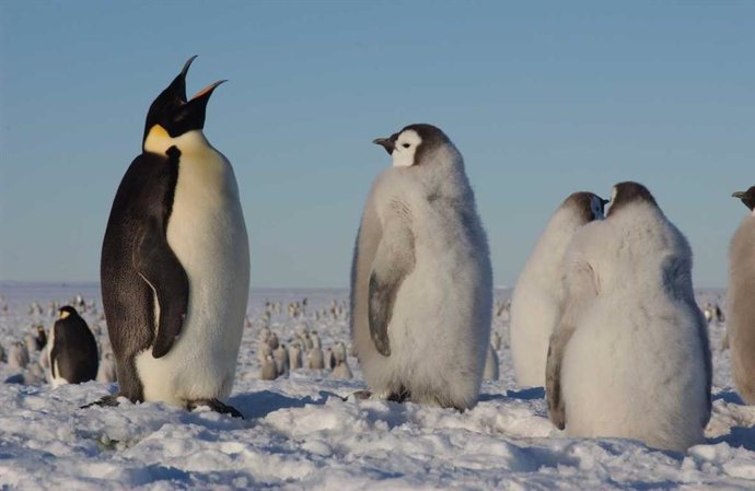 Urgen a protección especial del pingüino emperador por el calentamiento