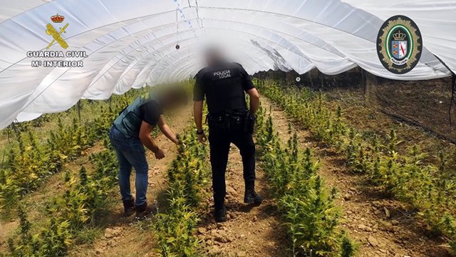 Plantación de marihuana incautada tras una operación contra el tráfico de drogas Almonte (Huelva).