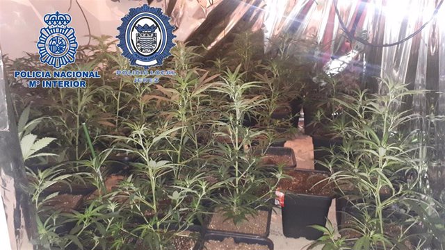 Plantación de marihuana intervenida en un piso en Jerez