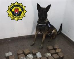 Unidad Canina de la Policía Local con parte de la droga intervenida