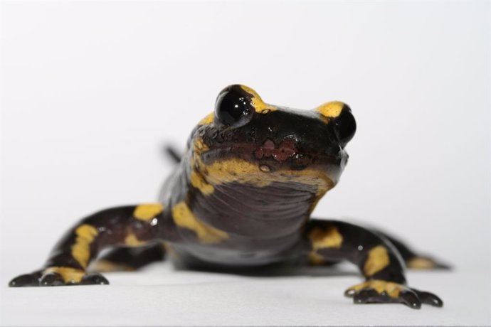 Los humanos tienen la capacidad de las salamandras de regenerar el cartílago en 