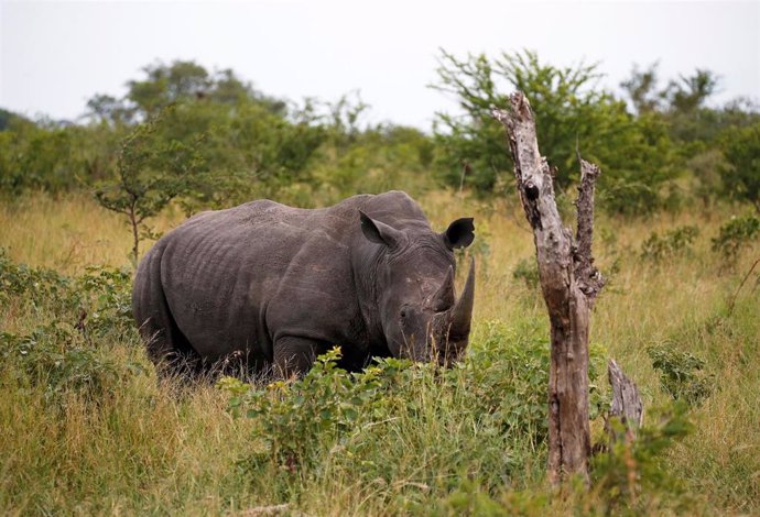 Un rinoceronte en una reserva de Sudáfrica.