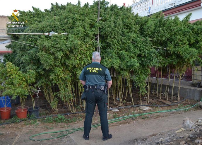 Plantación de marihuana localizada por la Guardia Civil en La Rinconada