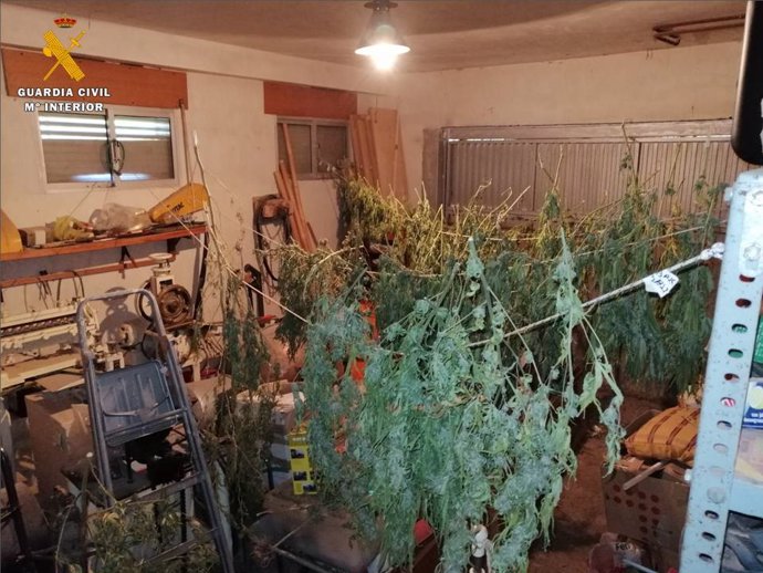 Cultivo de marihuana en una vivienda en Pinseque
