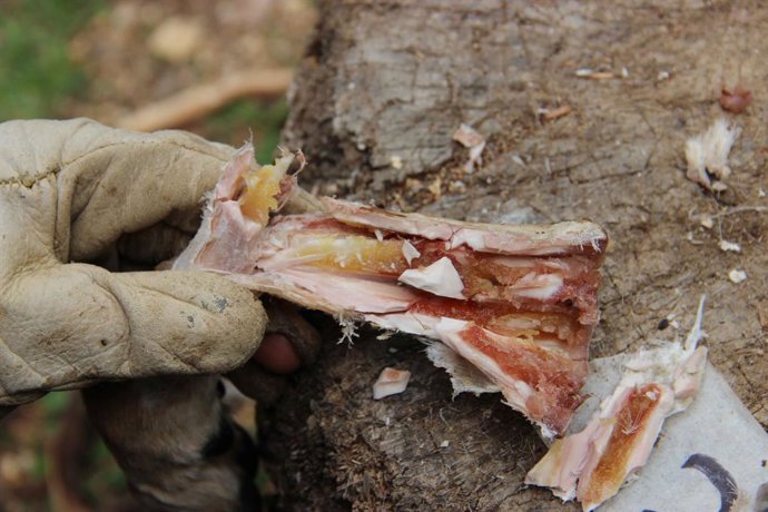 Humanos comían médula ósea como sopa en conserva hace 400.000 años