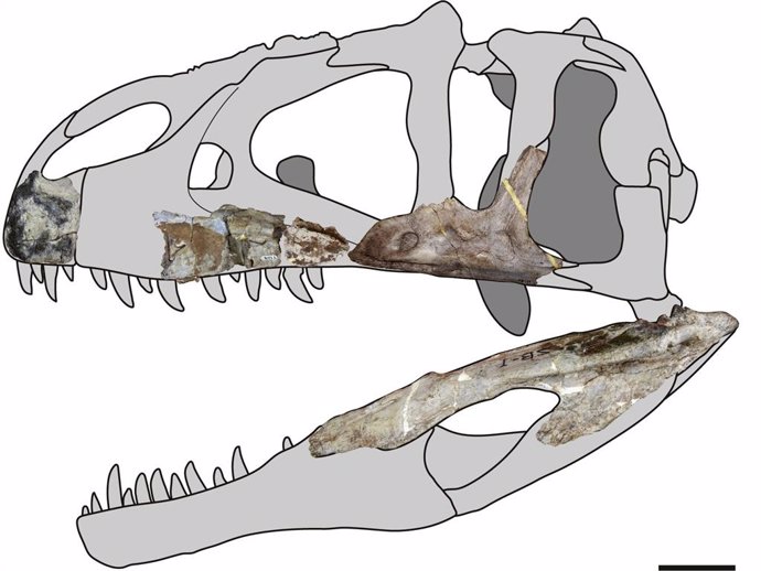 Siamraptor suwati, nuevo dinosaurio depredador gigante de Tailandia