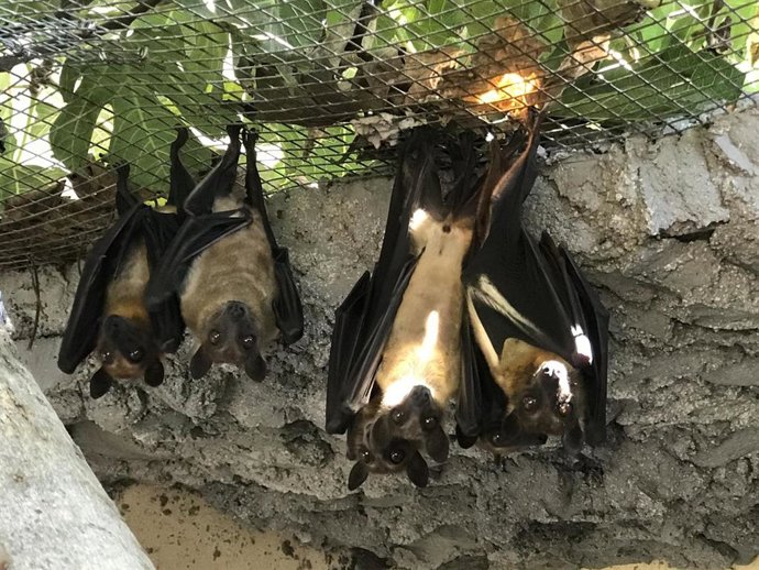 La Guardia Civil retira 6 murciélagos de un núcleo zoológico del municipio de Adeje
