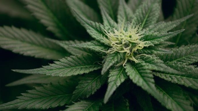 Los investigadores de UNM sugieren que el cannabis puede reducir el dolor crónico de los pacientes hasta en tres puntos en una escala de