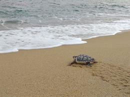 Tortuga careta en el momento de su liberación en Premi de Mar