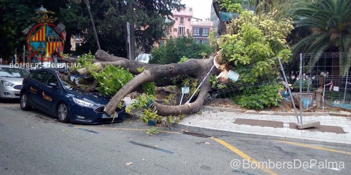 Imagen de la caída del árbol bellasombra encima de un coche