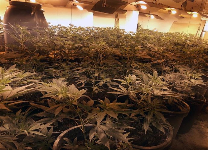 Plantación de marihuana en un inmueble de Abanilla