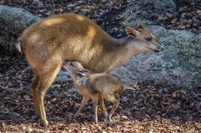 Nace un Duiker rojo en Bioparc