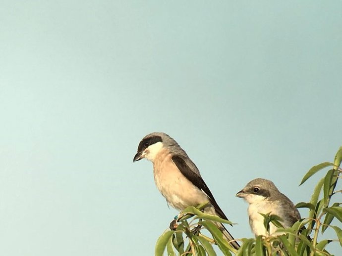 Ejemplares de alcaudón chico