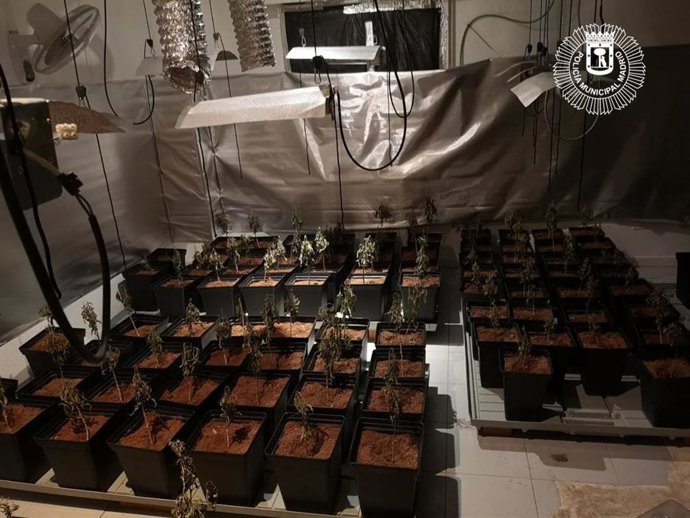 Encuentran 147 plantas de marihuana en un piso de Villa de Vallecas cuando estaban desokupándolo