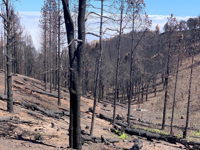 Estado de una zona de Tejeda (Gran Canaria) tras el incendio del pasado mes de agosto