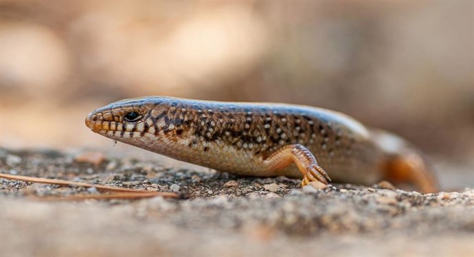 Ejemplar de eslizón ocelado