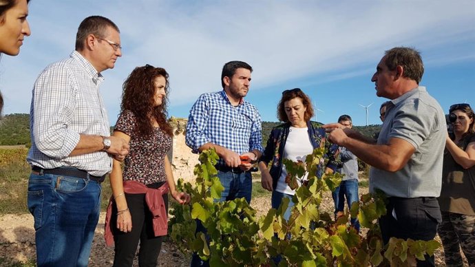 La DO Jumilla estima alcanzar esta campaña 70 millones de kilos de producción de