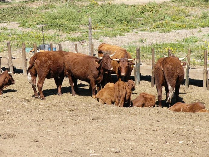 Vacas rubias en un cercado al aire libre en una granja de Ourense.